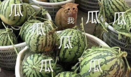 会长吃瓜爆料可靠吗,可信度揭秘